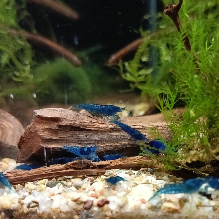 Krewetki Blue Velwet Niebieskie