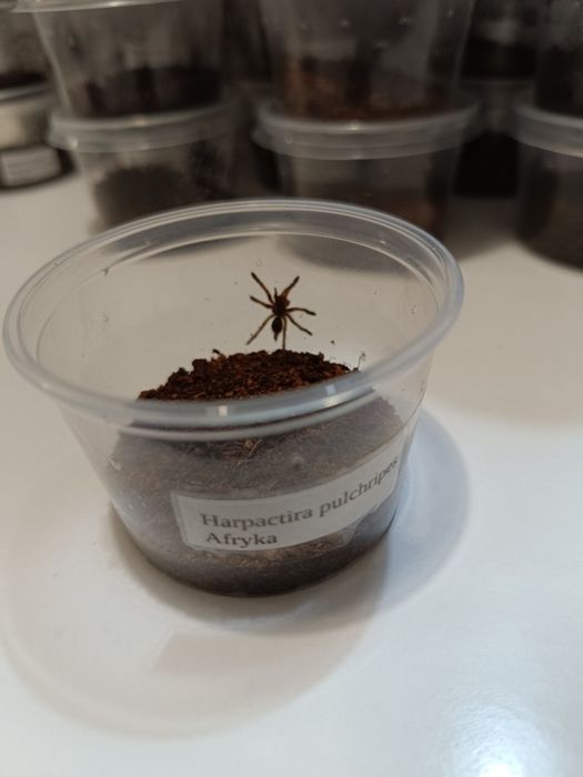 Harpactira pulchripes L1/L2