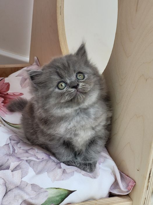 Koteczka szkocka prostoucha długowłosa WCF