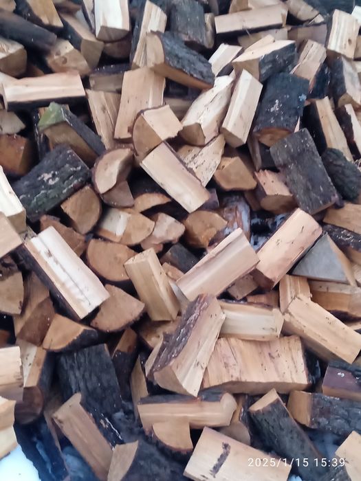 Olcha i sosna dziabana