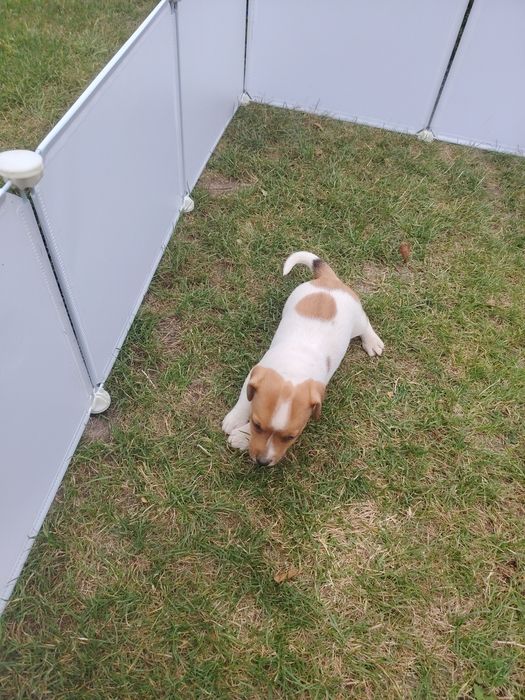 Jack Russell terrier szczenię