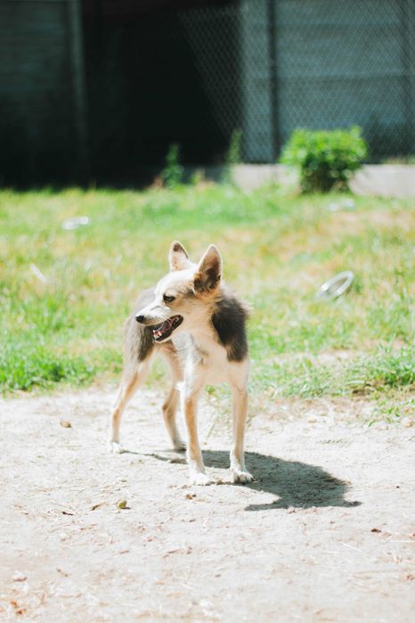 Szakal mały psiak do adopcji!