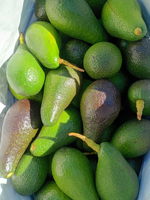 Abacate - biológico