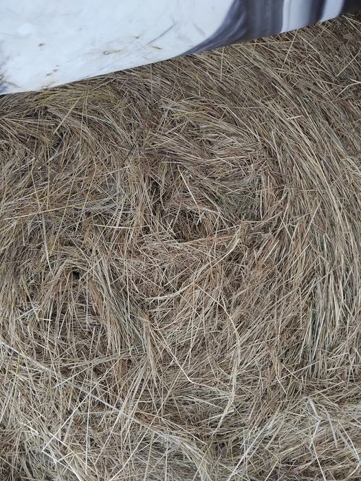 Sprzedam  siano  2025r