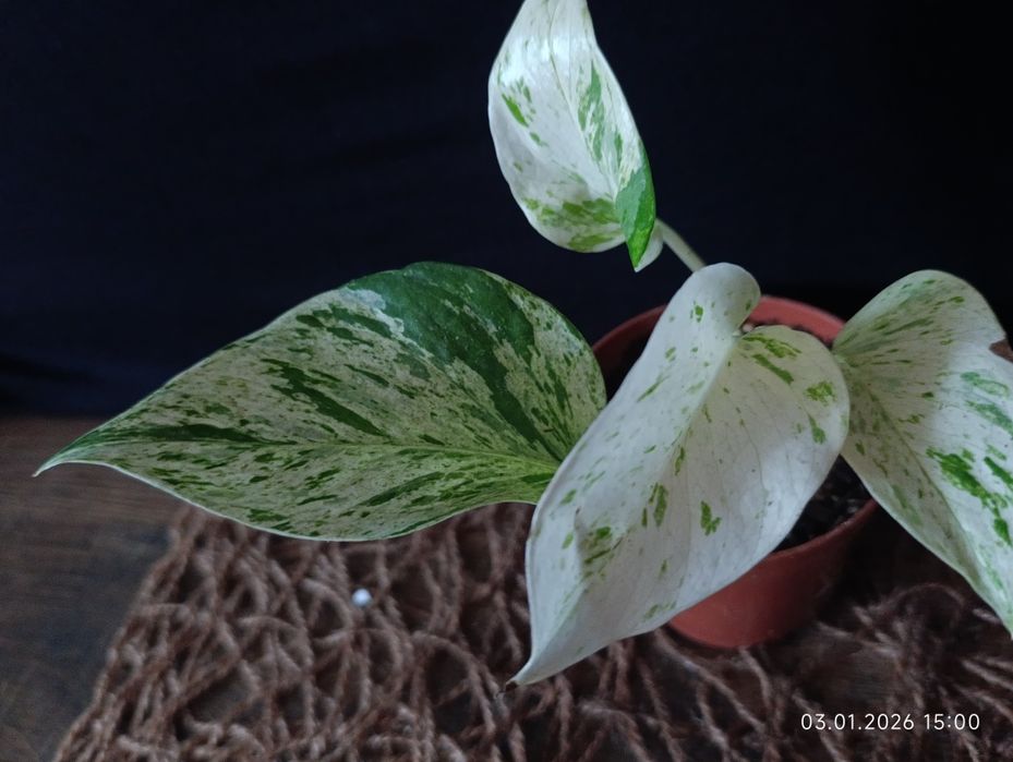 Епіпремнум "Snow Leopard"