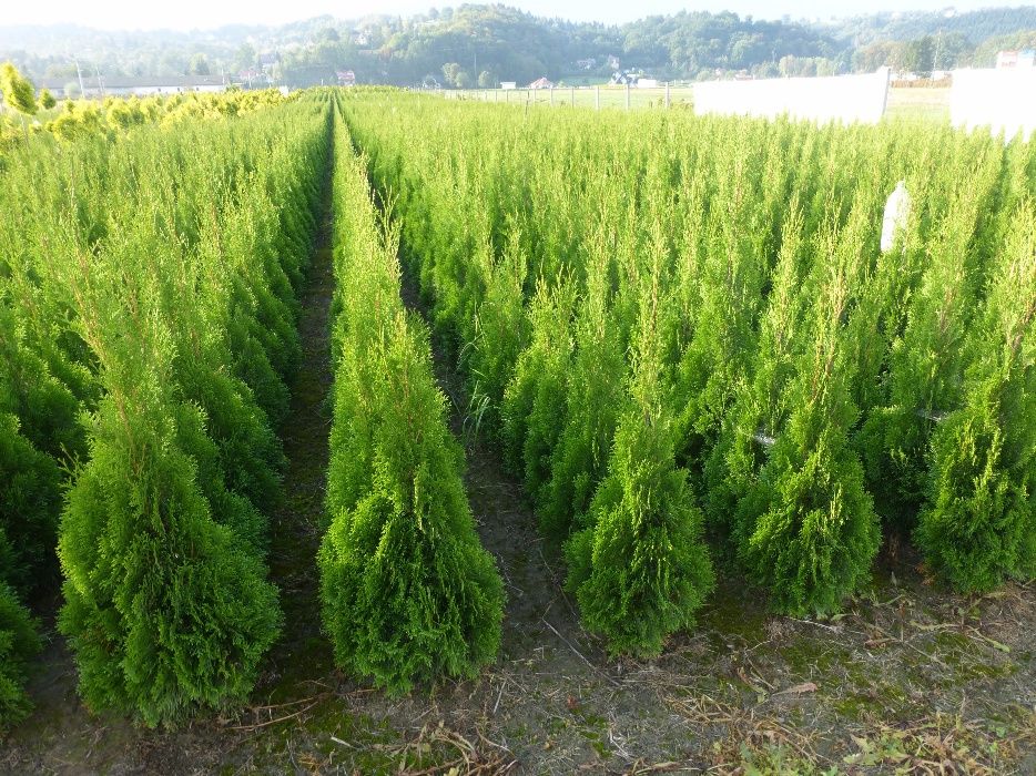 Tuja Szmaragd do 200 cm.Thuja Smaragd (ZAKLICZYN)
