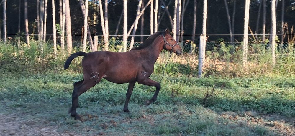 Vendo poldro lusitano a fazer 24 meses