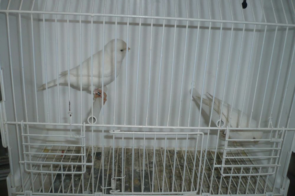 Canários Branco Recessivo