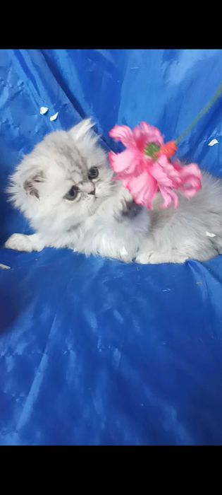 Шиншилла серебристый серый пепельный мальчик котёнок хайленд