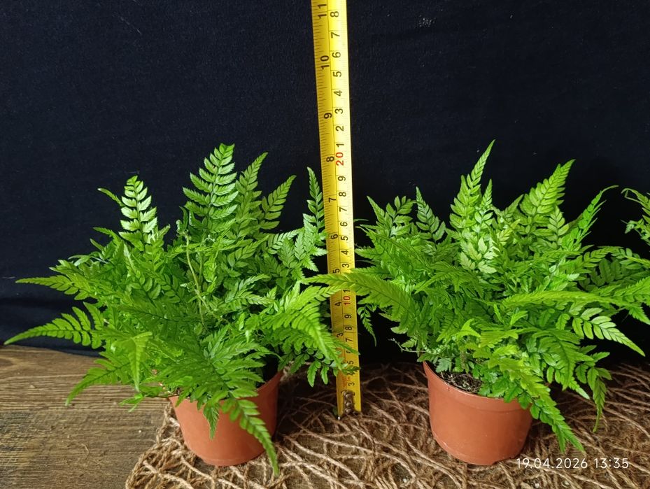 Папороть Атіріум (Athyrium),