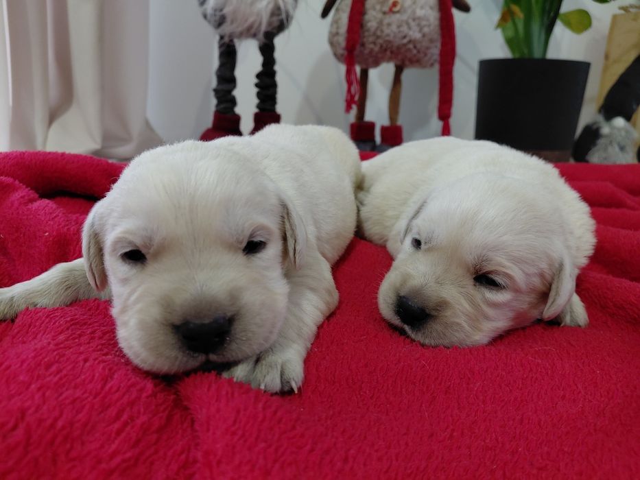 Labrador Retriever, zapraszam do rezerwacji