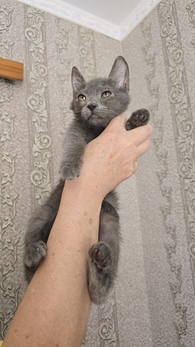 Котик у добрі руки