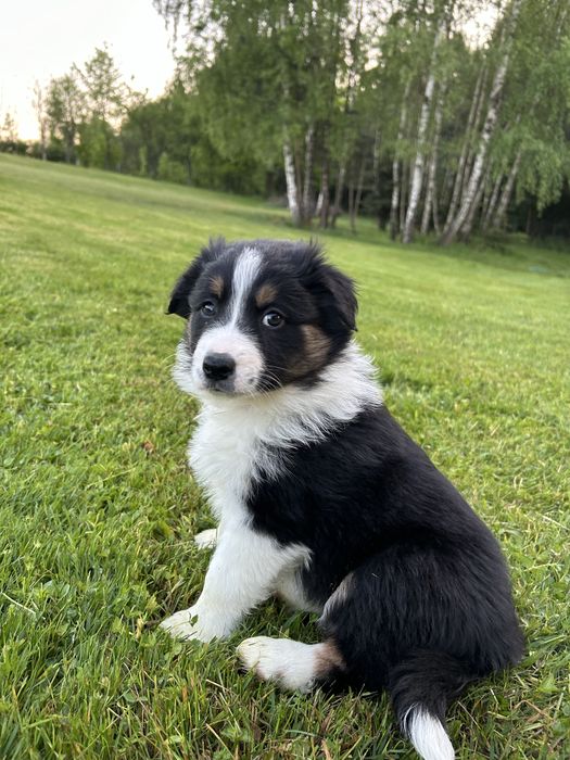 Suczka Border Collie tricolor