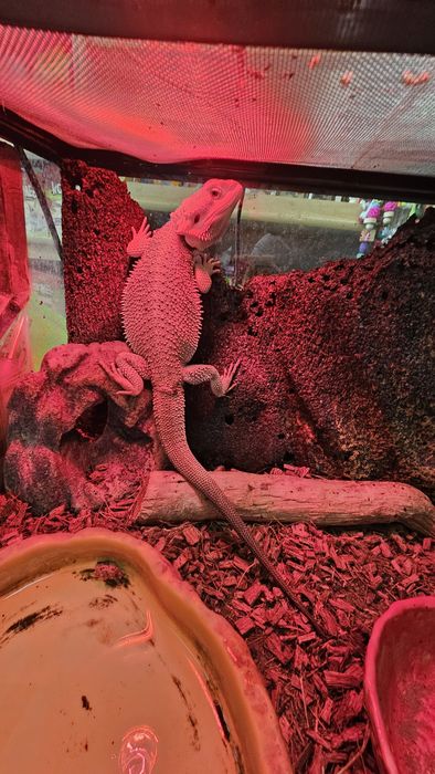 Agama brodata samiec .