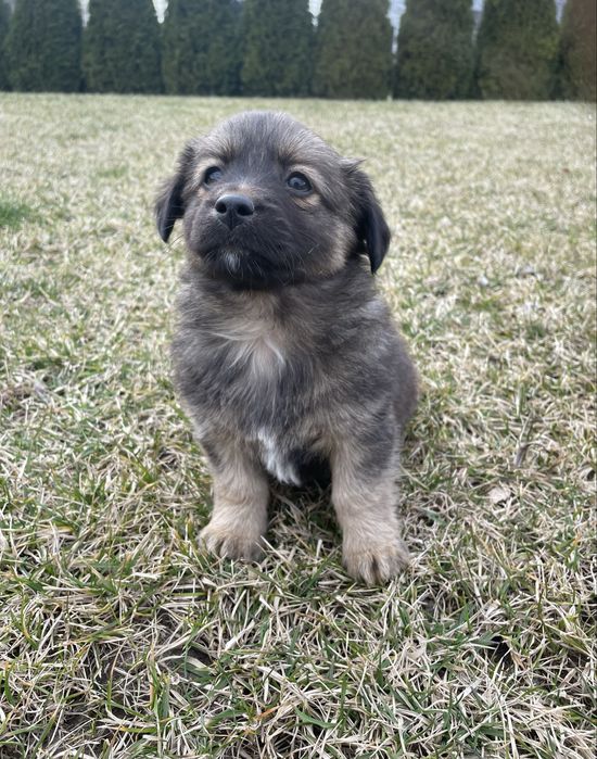 Szczeniaki malego wzrostu