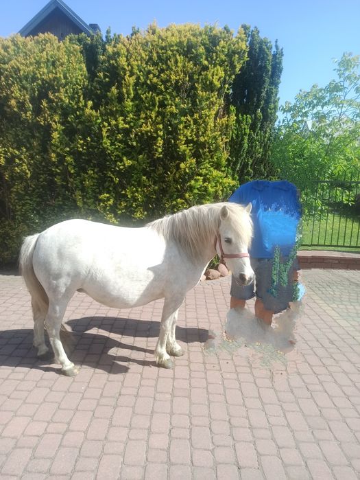 Klacz kuca, kucyk, źrebak