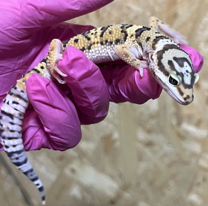 Gekon lamparci gekony lamparcie wyprawka