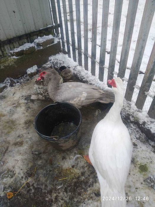 Великий вибір качурів на продажу,важковиків