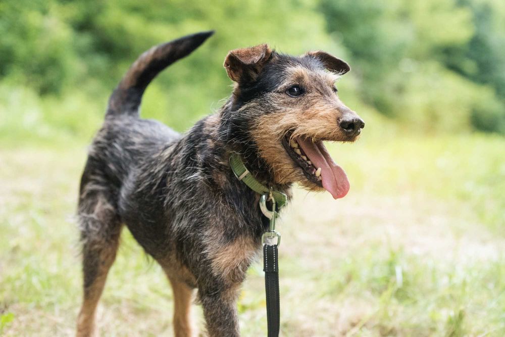 Wspaniały trójłapek w typie terriera - pokochaj Legora