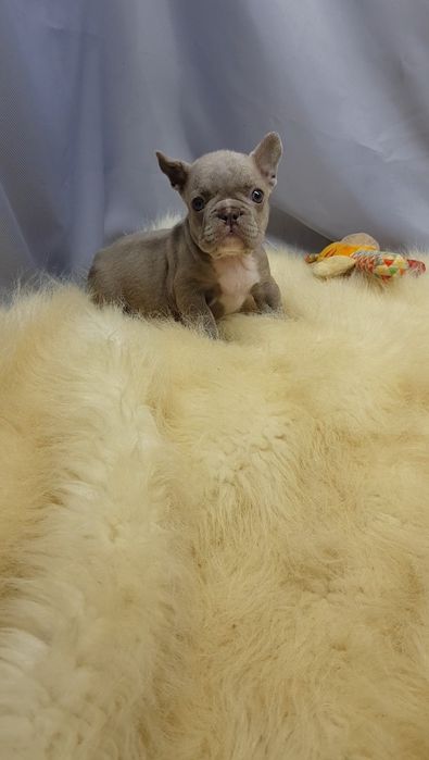 Французький бульдог