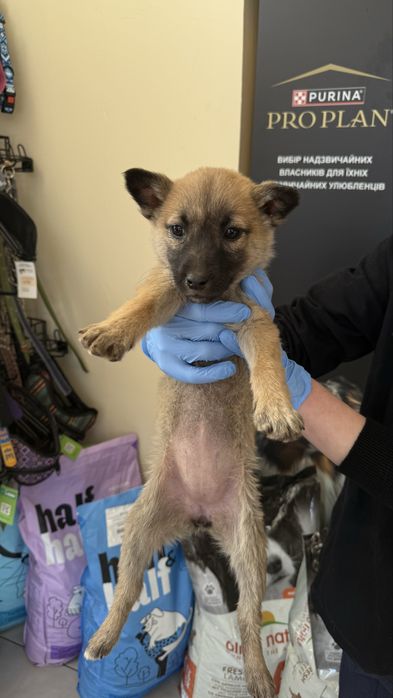 Цуценята шукають дім