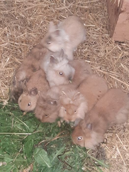 Króliki Lwie GŁOWY miniaturki