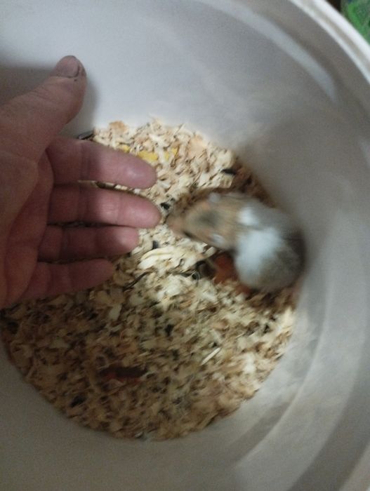 тирса (опилки) какос наповнювач для гризунів і для квітів