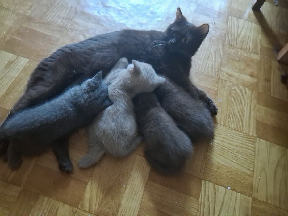 Шотланські кошенята