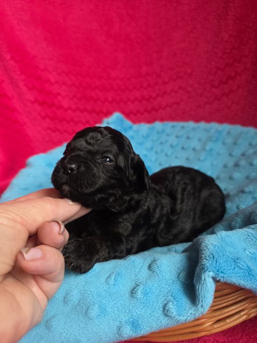 Shihpoo czarny chłopczyk
