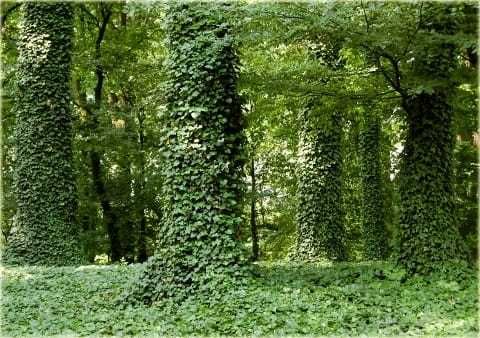 Bluszcz na ściany płoty sadzonki 100 cm 50 sztuk zasłona od sąsiadów