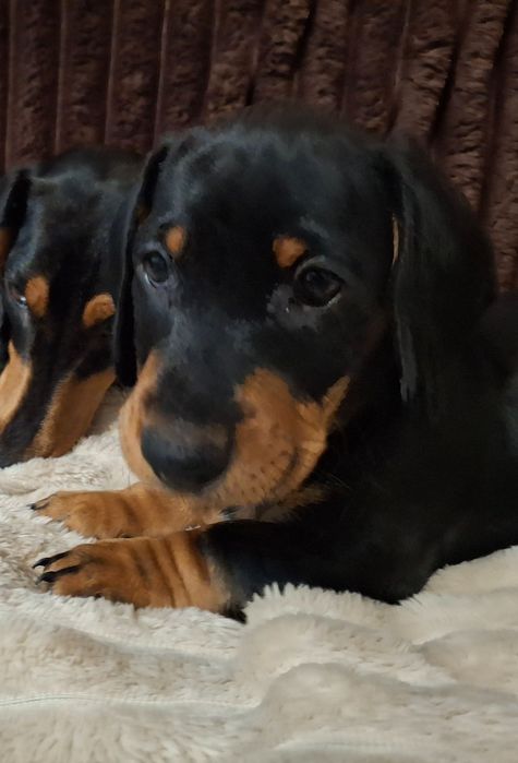 порода такса, віком 1,5 місяця.