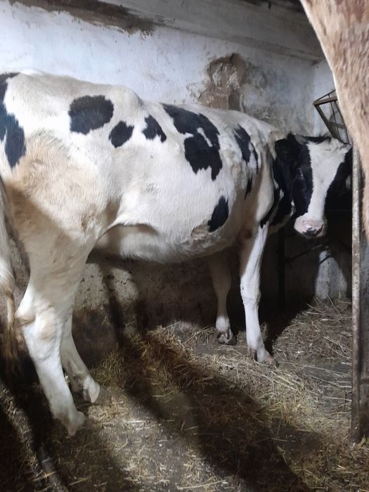 Продам тільну телицю 8  місяців