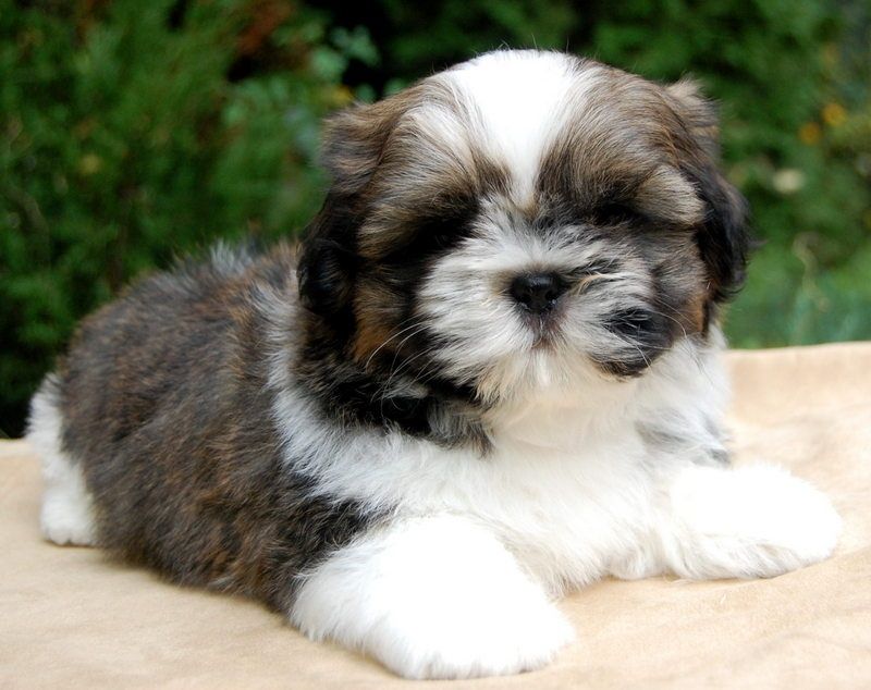 Шикарный ши-тцу для вязки