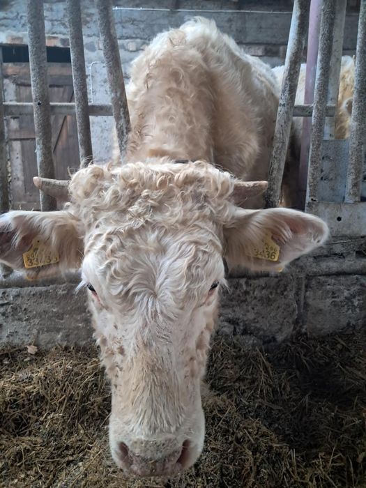 Byk byki odsadki charolaise