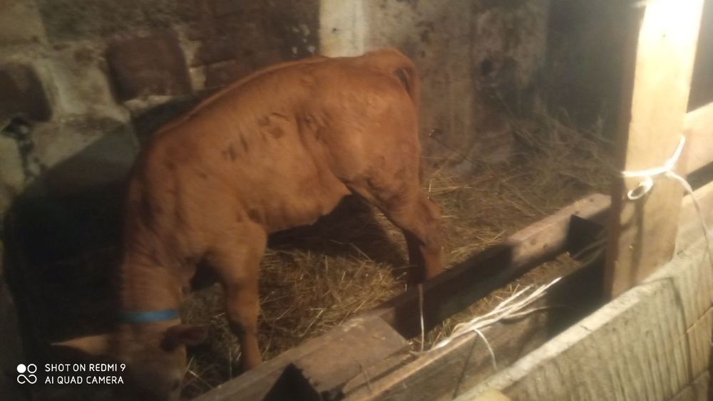 Szprzedam  byczka  rasy limuze ponat 130 kilo