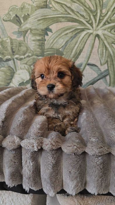 hawańczyk chłopiec