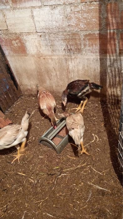 Galinhas Indio gigante