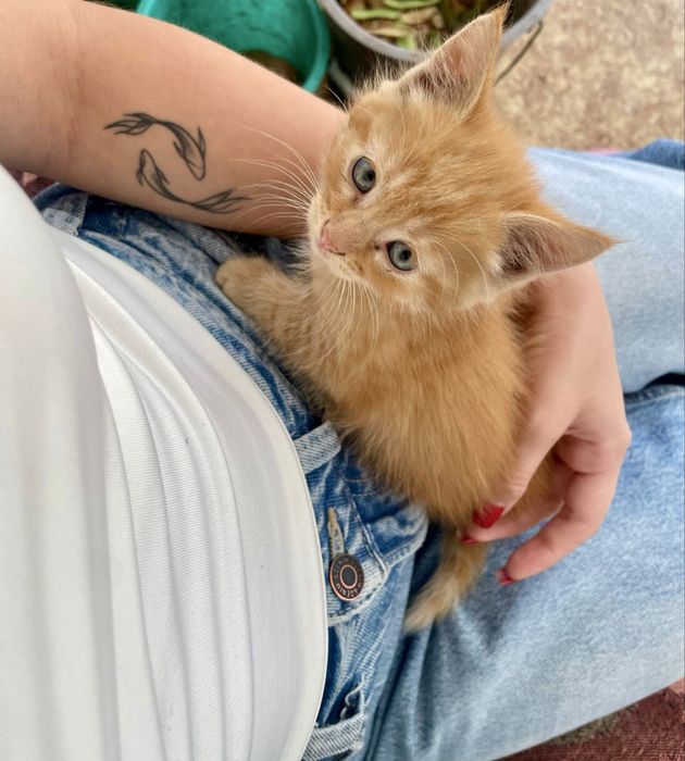 Віддам Котики 2 місяці