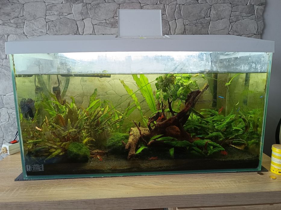 Sprzedam akwarium Aquael leddy set 75 wraz z życiem
