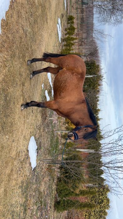 Koń huculski na sprzedaż