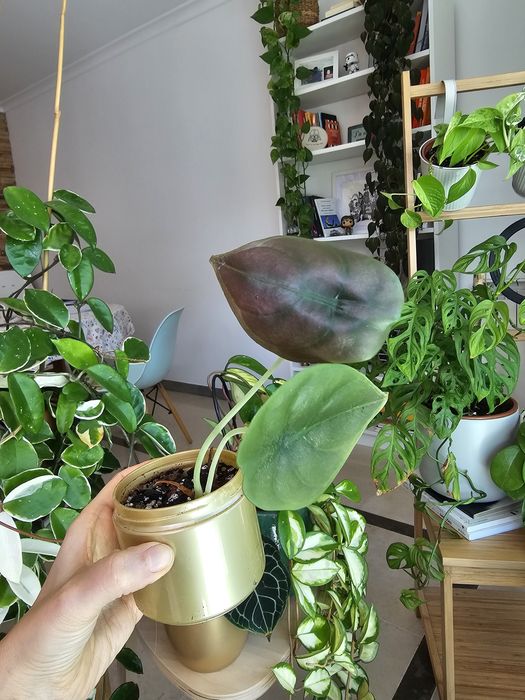 Plantas para troca/venda