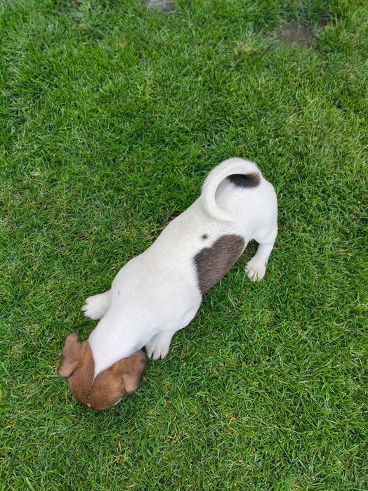 Jack Russell Terrier Suczka