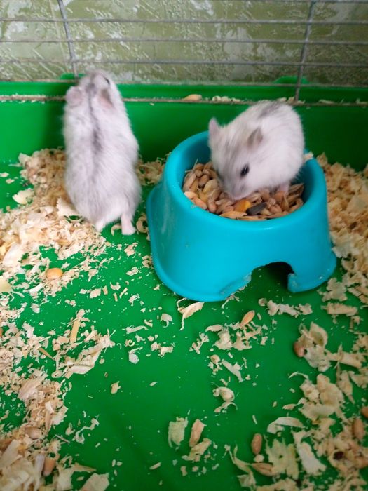 Хомячки Кременчуг