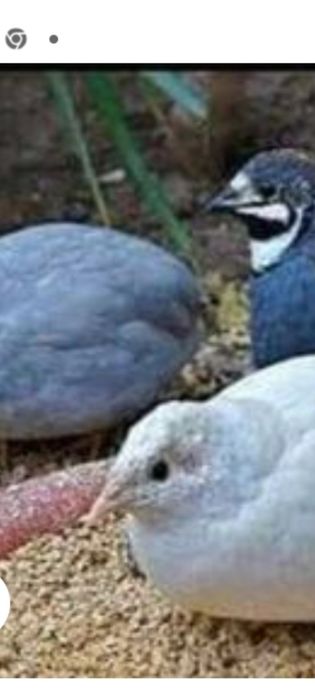 Сільхозні животні