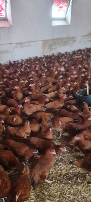 Kury NIOSKI wszystkie rasy ! Kurki z jajeczkiem z wolnego wybiegu !