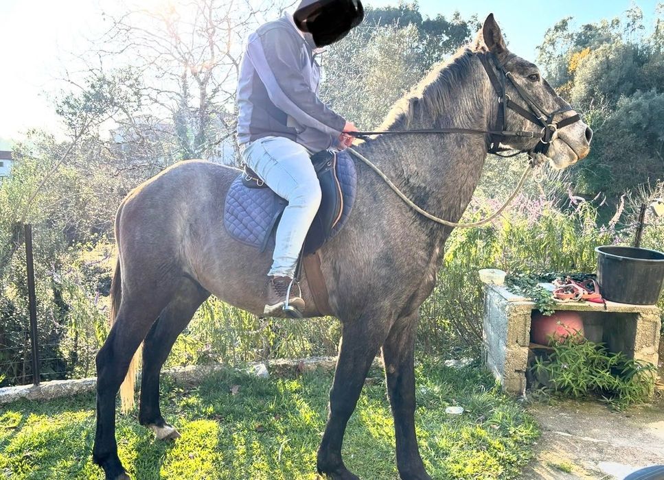 Venda ou troca Poldro
