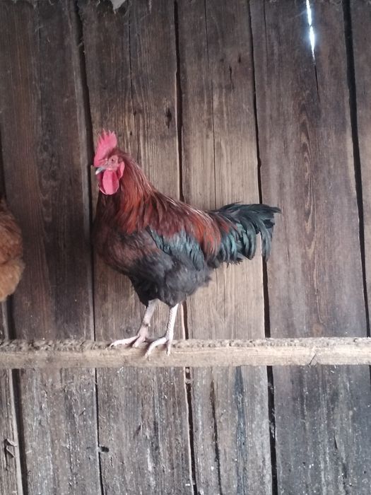 Kaczory, koguty młode