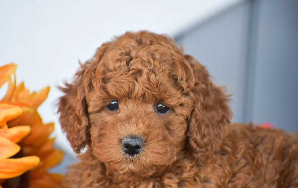 Poodle red disponivel