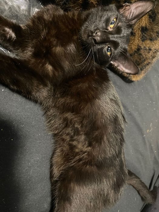 Gatinhas bebés 5 meses