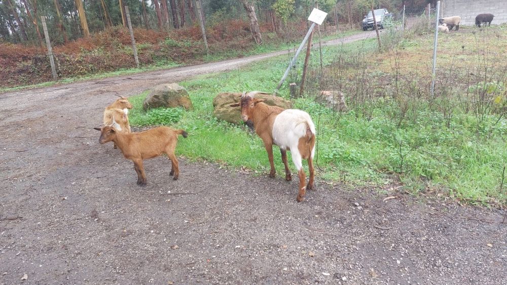 Vende se cabras e chibos